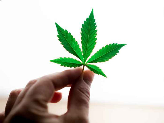 Majority of Texas Republicans Back Marijuana Legalization