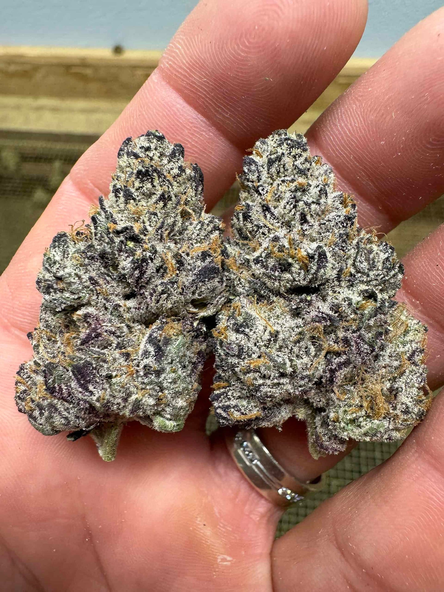 THCa Flower | Black Truffle : INDICA (31.99%)