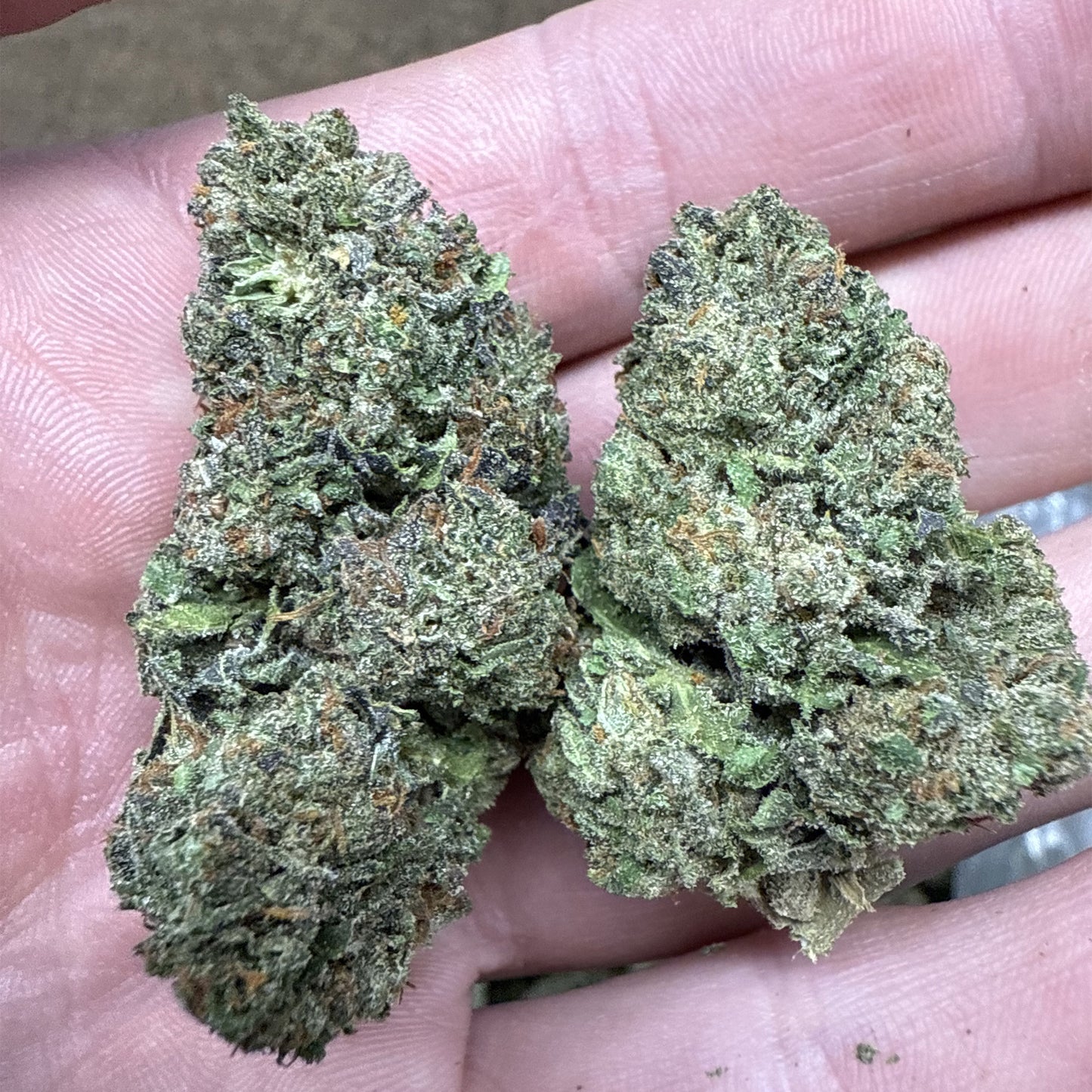 THCa Flower | Girl Scout Cookies : INDICA (38.35%)