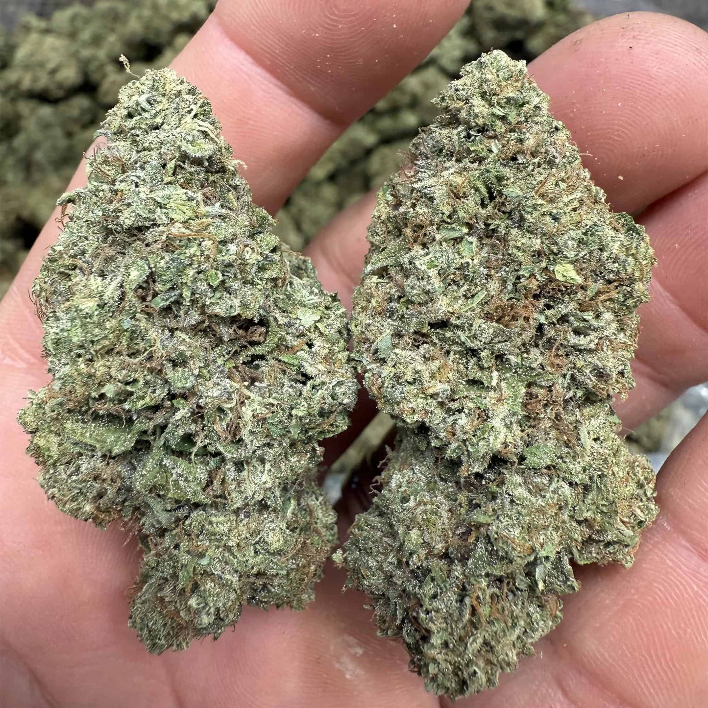 THCa Flower | Pineapple OG : SATIVA (36.03%)