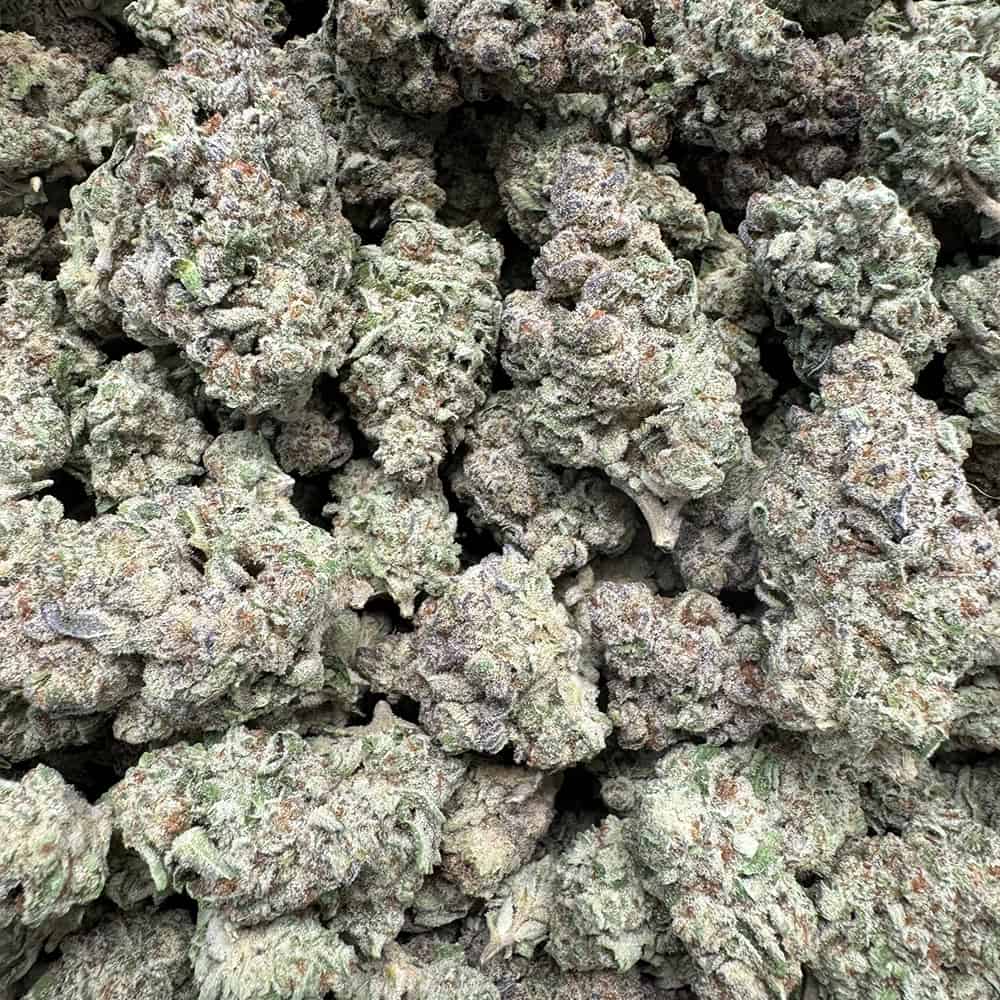 BULK : THCa Flower | Purple Punch : INDICA (29.31%)