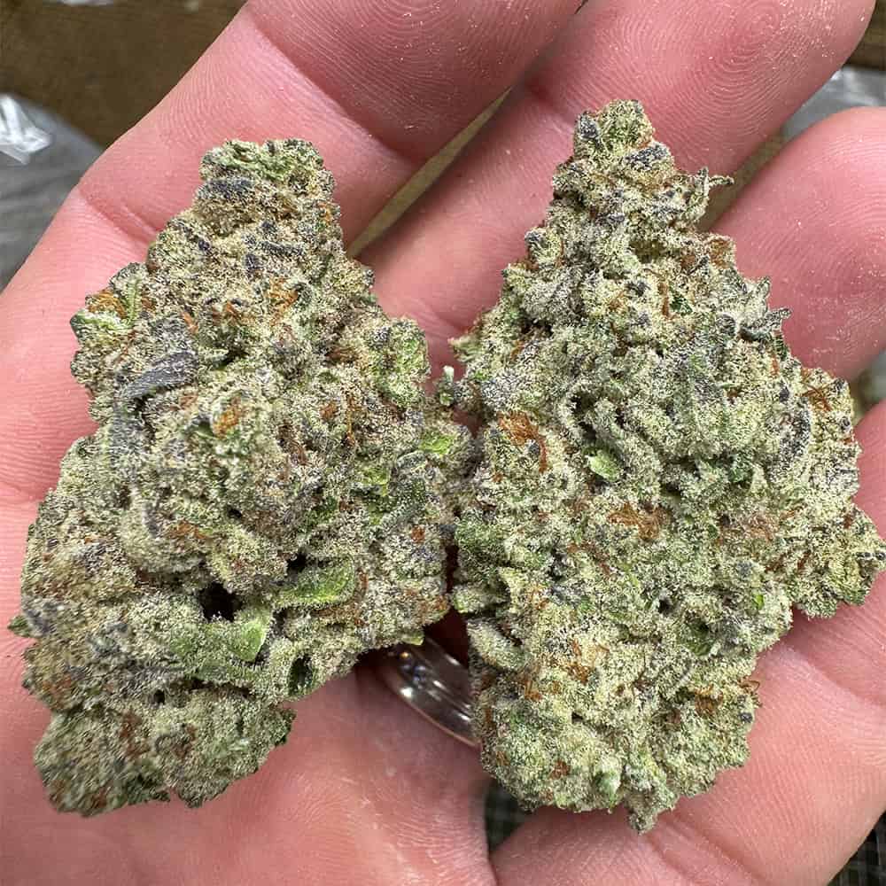 BULK : THCa Flower | Purple Punch : INDICA (29.31%)