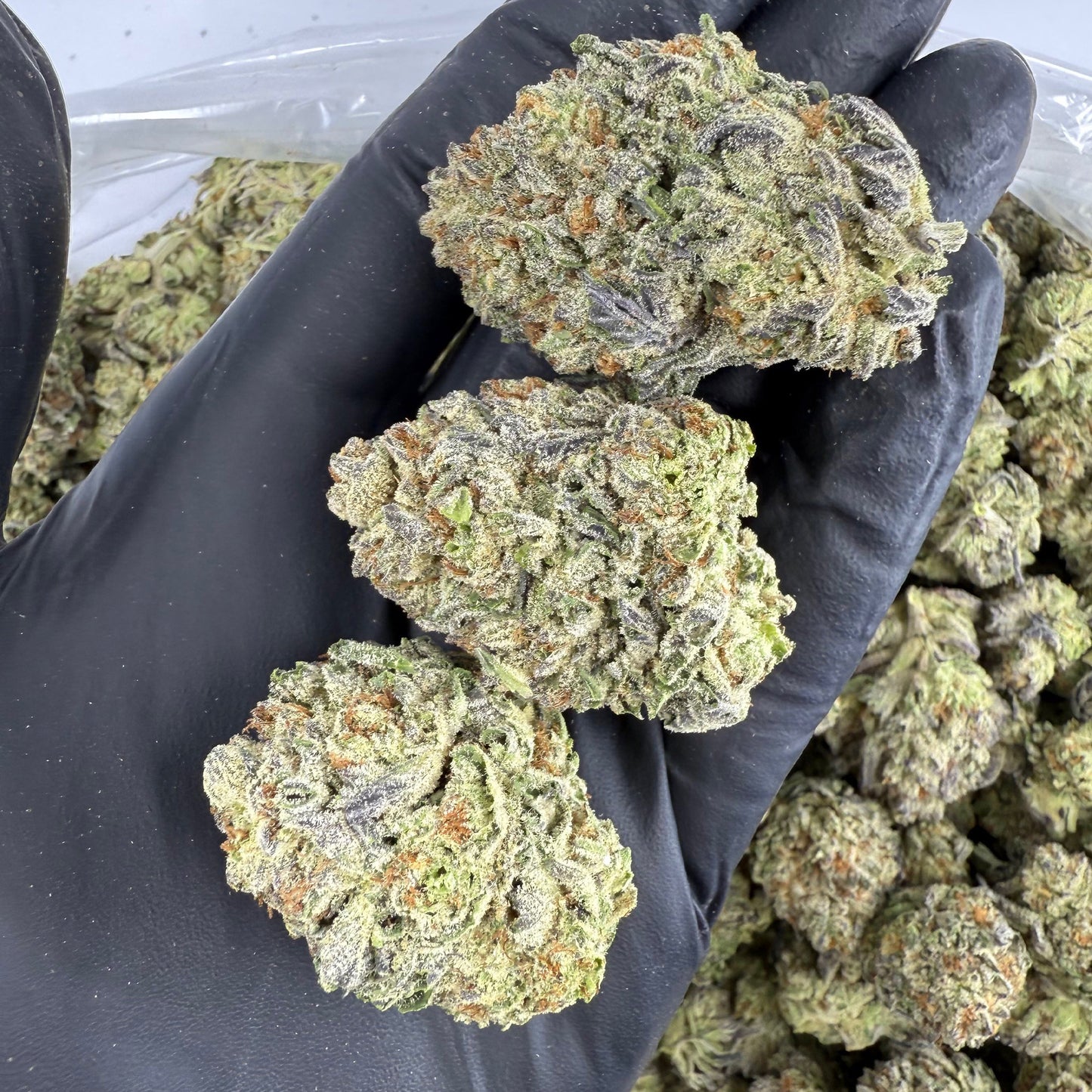 THCa Flower | White Truffle : INDICA (29.24%)