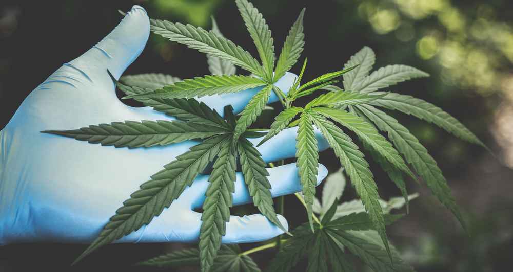 COVID-19 Blocked by Cannabis Compounds? Study Shows Promise