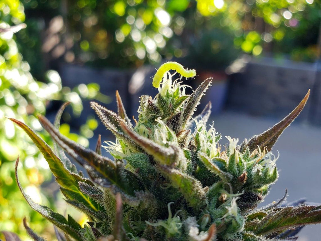 10 great ways to keep pests off your cannabis plants