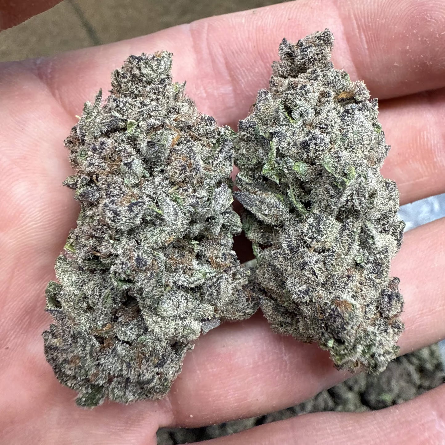 THCa Flower | Gorilla Skunk : INDICA (37.73%)