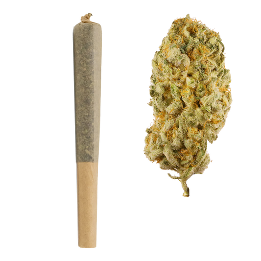BULK : 1G THCa Pre Rolls | Jack Herer : SATIVA (19.31%)