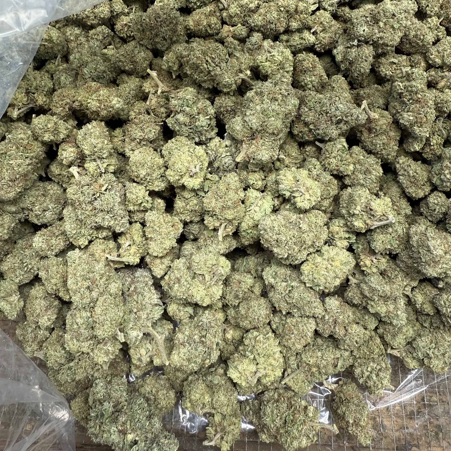 THCa Flower | Pineapple OG : SATIVA (36.03%)
