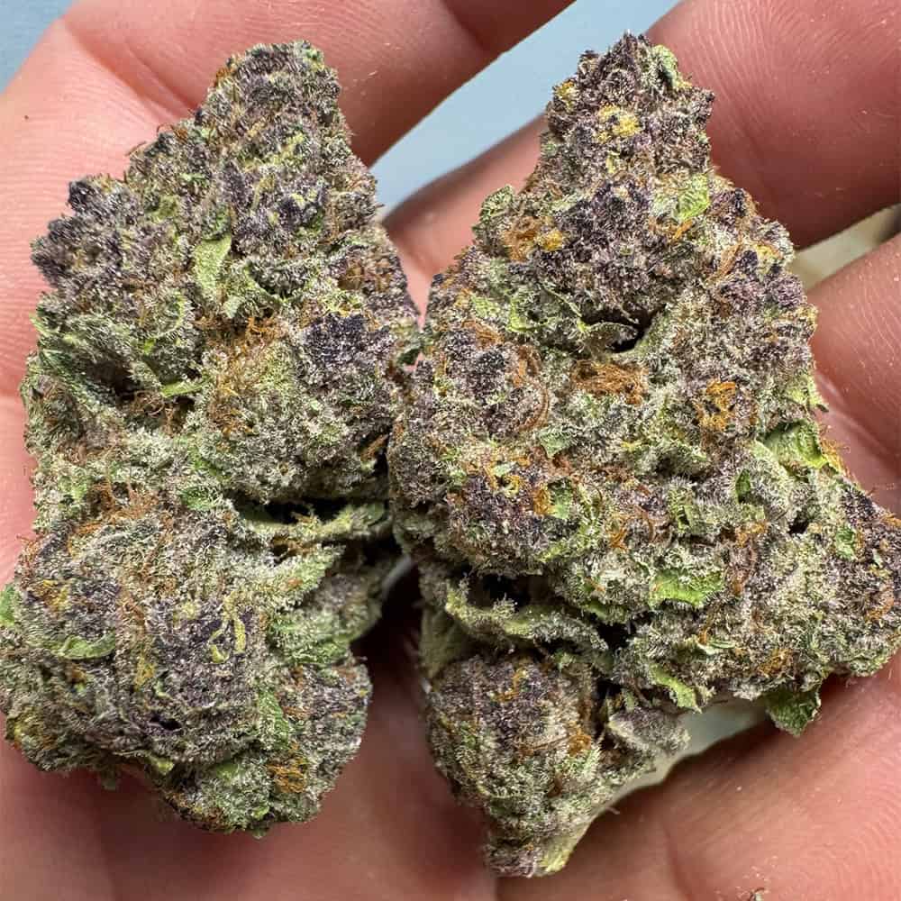 THCa Flower | Trop Cherry : SATIVA (30.56%)