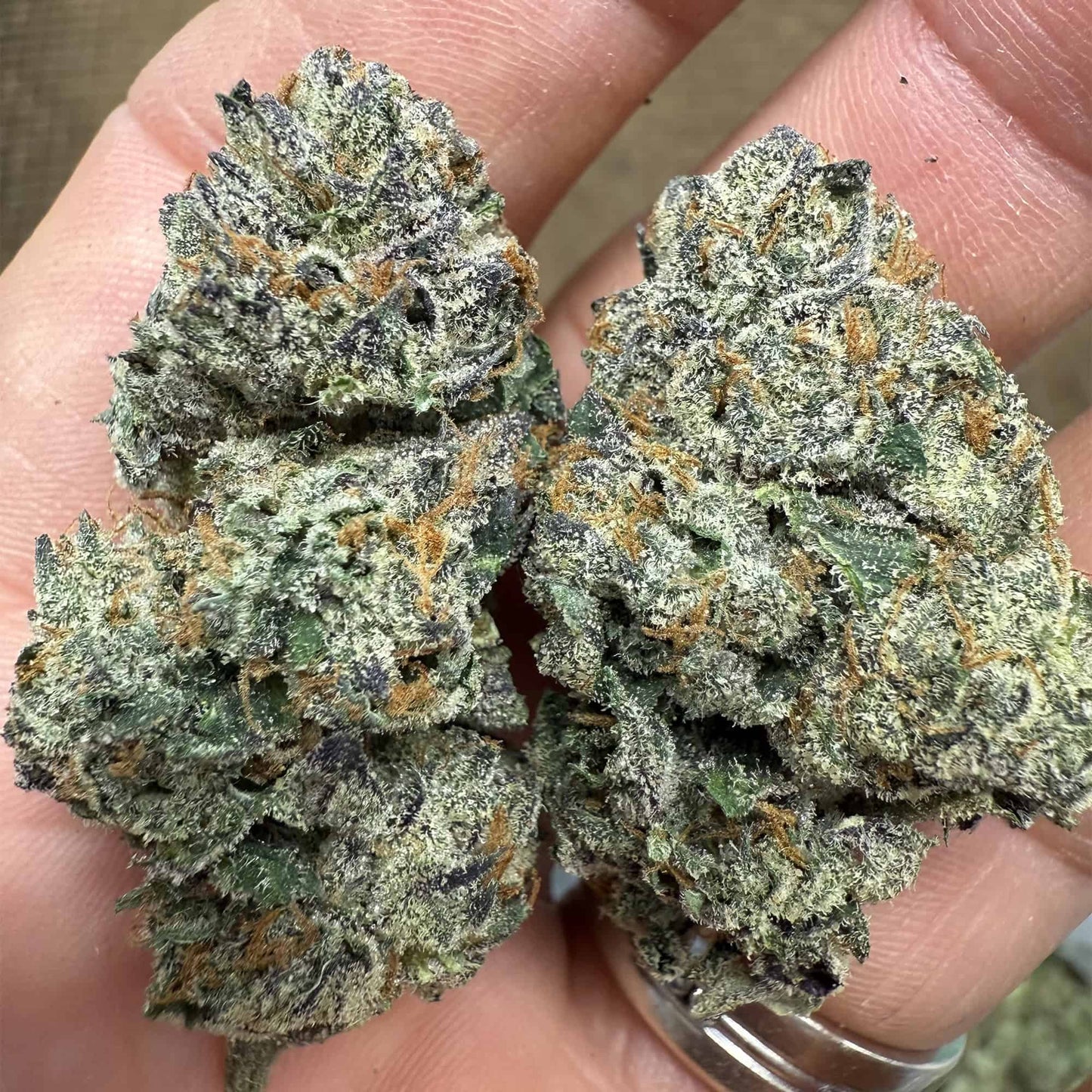 BULK : THCa Flower | White Runtz : INDICA (30.66%)